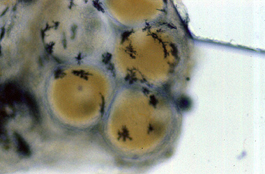 Lymphocystis ( ) -   