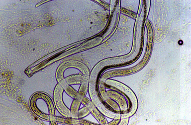Nematoda () -   