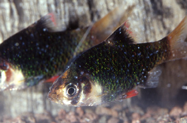   (Ichthyophthirvus multifiliis)