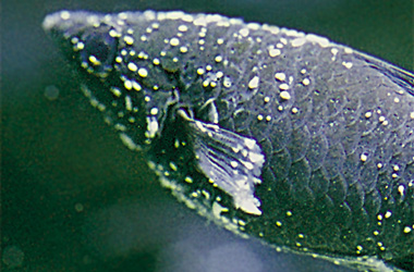   (Ichthyophthirvus multifiliis)