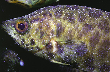   (Ichthyophthirvus multifiliis)