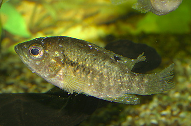   (Ichthyophthirvus multifiliis)