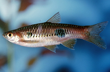   (Ichthyophthirvus multifiliis)