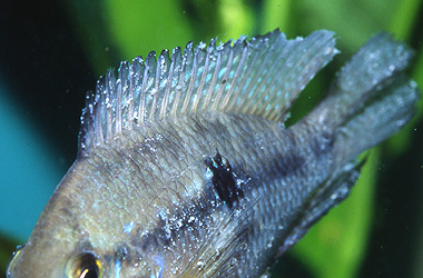  (Ichthyophthirvus multifiliis)