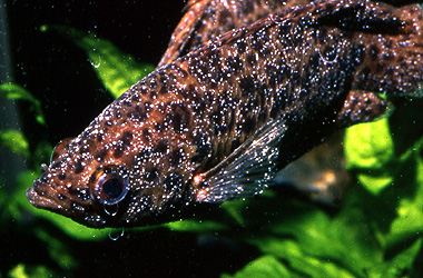   (Ichthyophthirvus multifiliis)