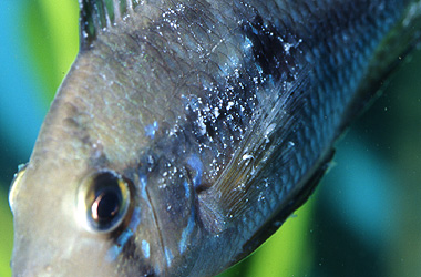   (Ichthyophthirvus multifiliis)