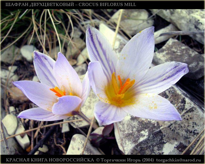    CROCUS BIFLORUS MILL.