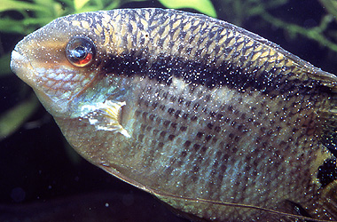   (Ichthyophthirvus multifiliis)