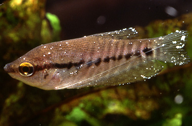   (Ichthyophthirvus multifiliis)