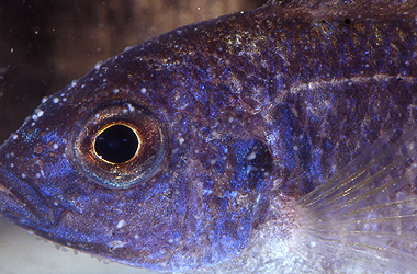   (Ichthyophthirvus multifiliis)