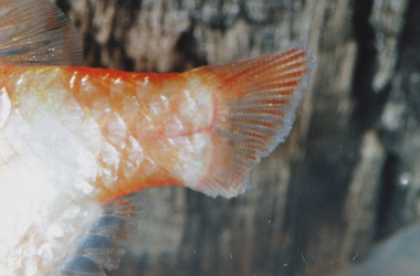   (Aeromonas, Pseudomonas,Vibrio)