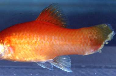   (Aeromonas, Pseudomonas,Vibrio)