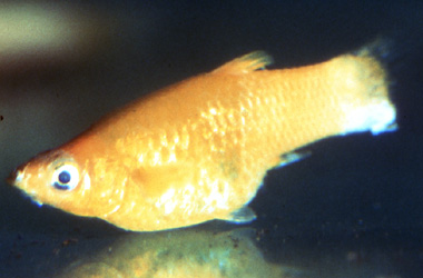   (Aeromonas, Pseudomonas,Vibrio)