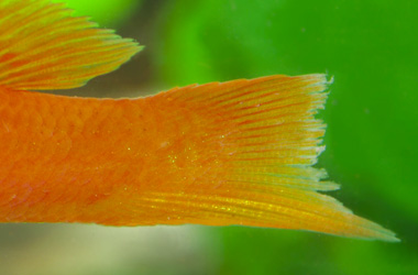   (Aeromonas, Pseudomonas,Vibrio)