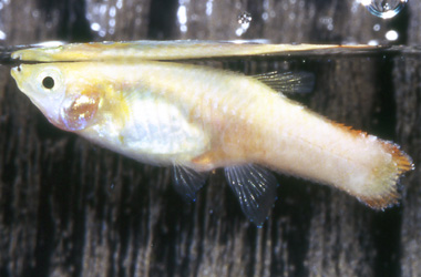   (Aeromonas, Pseudomonas,Vibrio)