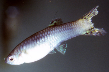   (Aeromonas, Pseudomonas,Vibrio)