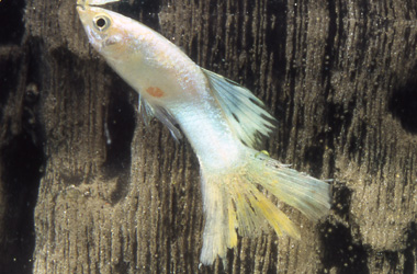   (Aeromonas, Pseudomonas,Vibrio)