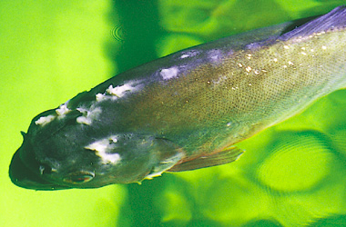  (Apiosoma, Glossatella, Heteropolaria colisarum)