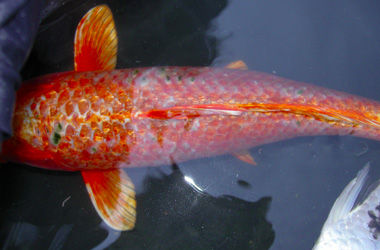  (Gyrodactylus)