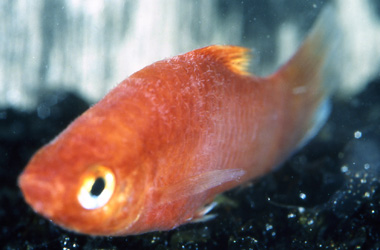  (Gyrodactylus)
