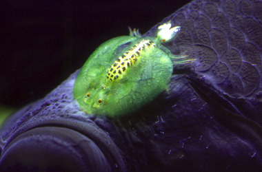 Аргулез (Argulus foliaceus) Аргулез (Argulus foliaceus)