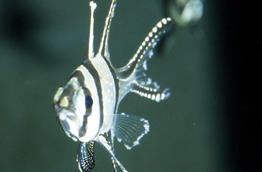  (Lymphocystis)
