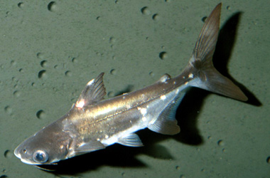  (Ectoparasite)