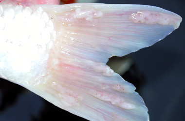  Koi / KHV/ Koi  / Carp epitheliom