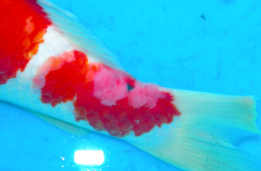  Koi / KHV/ Koi  / Carp epitheliom