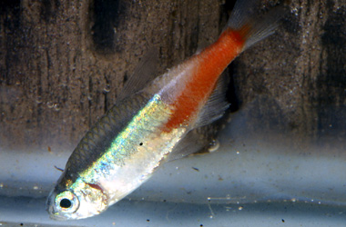  ,   (Plistiphora hyphessobryconis)