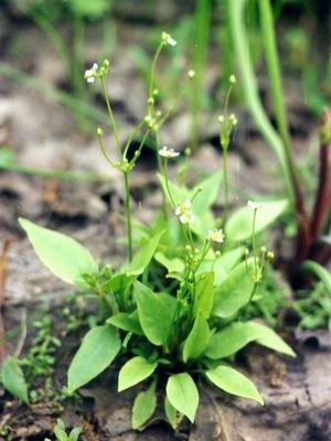 Alisma gramineum