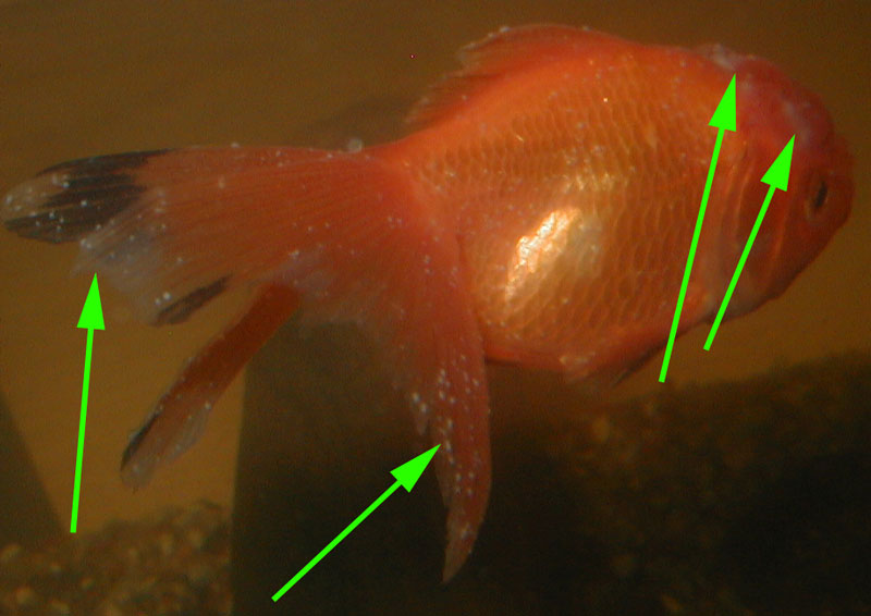 Болезни золотых рыбок внешнии признаки и лечение фото с названиями и описанием