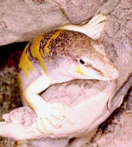  (Scincus scincus)