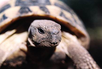 Testudo hermanni