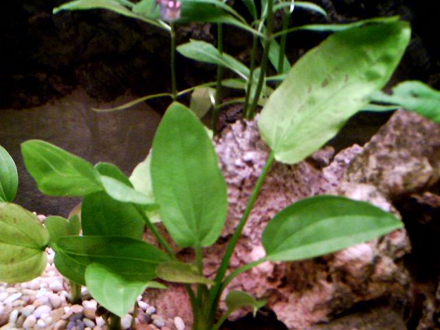 Echinodorus ?