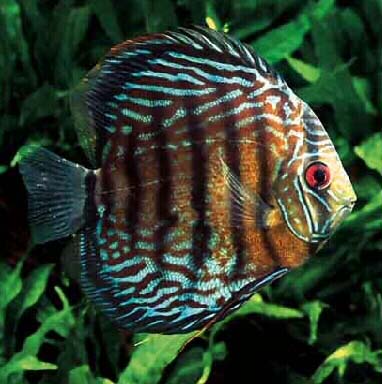 Symphysodon discus ()
