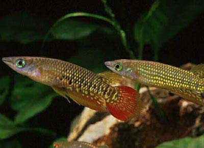 Aplocheilus lineatus ( )