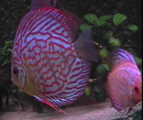 Symphysodon discus ()