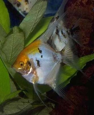   (Pterophyllum scalare)