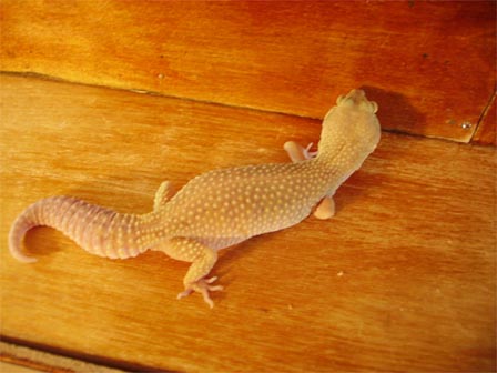 .  Leucistic