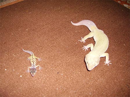 Молодой и взрослый эублефары Leucistic Молодой и взрослый эублефары Leucistic