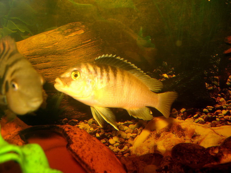 Metriaclima Estherae (B)