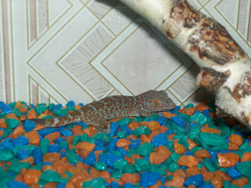 Gekko gecko
