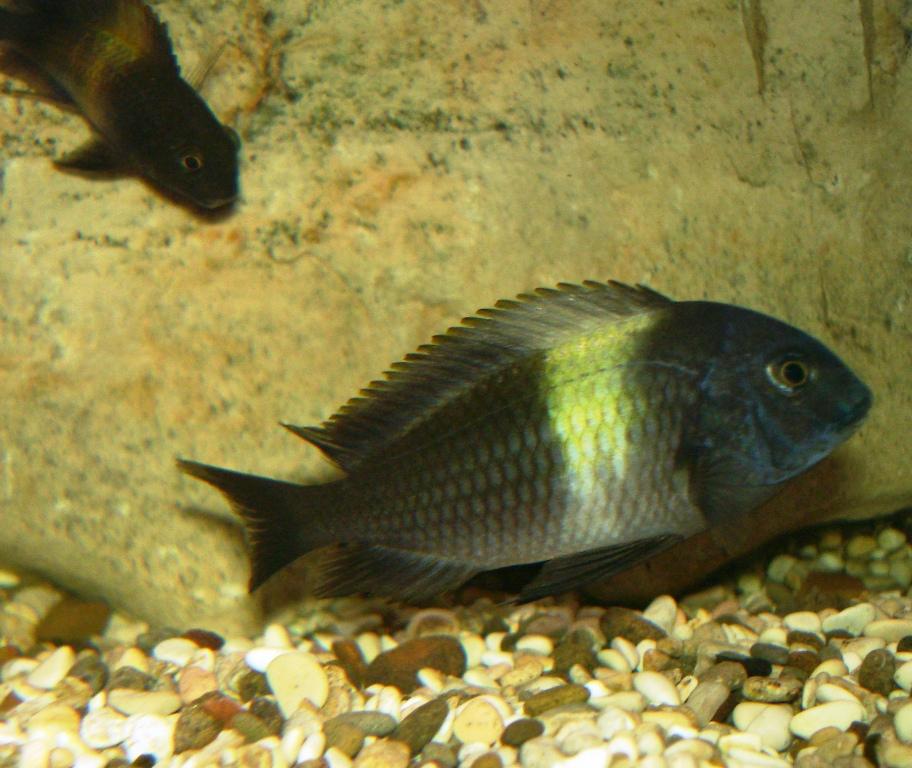 troph duboisi maswa