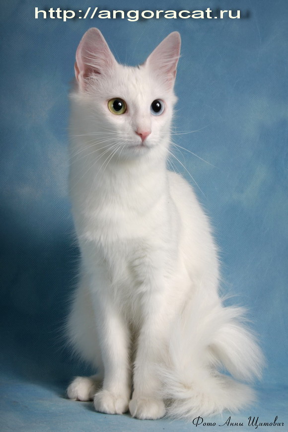 http://angoracat.ru/