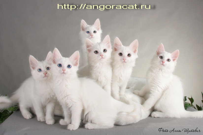 angoraspb@mail.ru