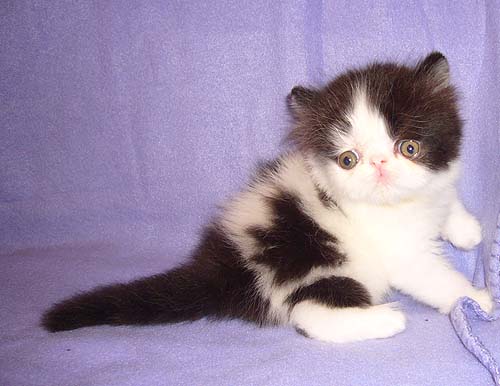 Vitas Little