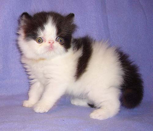 Vitas Little