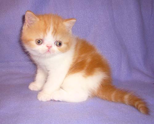 Vitas little