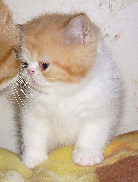 Vitas Little